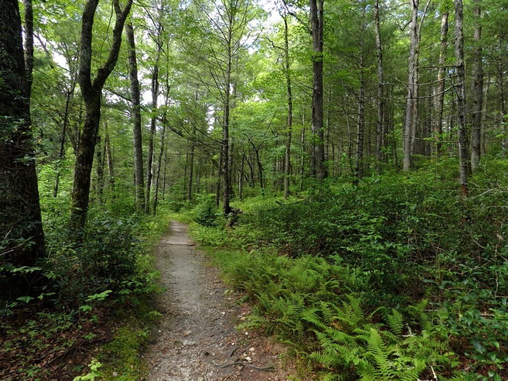 A walk through the ferns