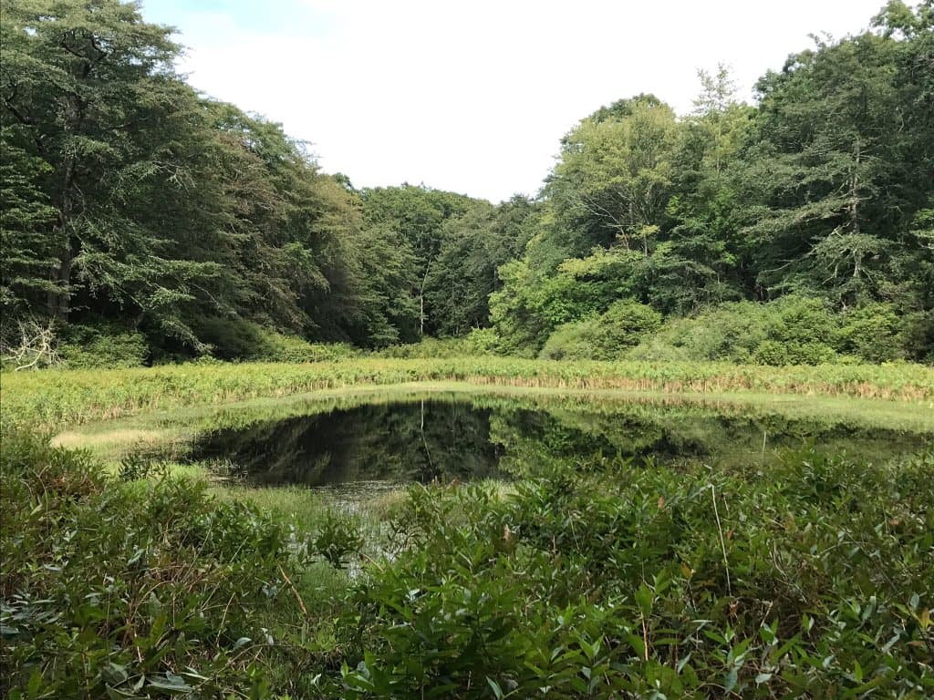 Kettle pond in Champlin Woods