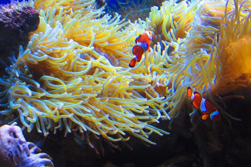 NEMO !!!! :D