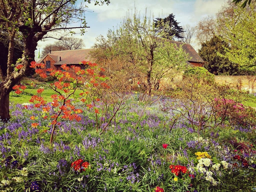Lavender patch
