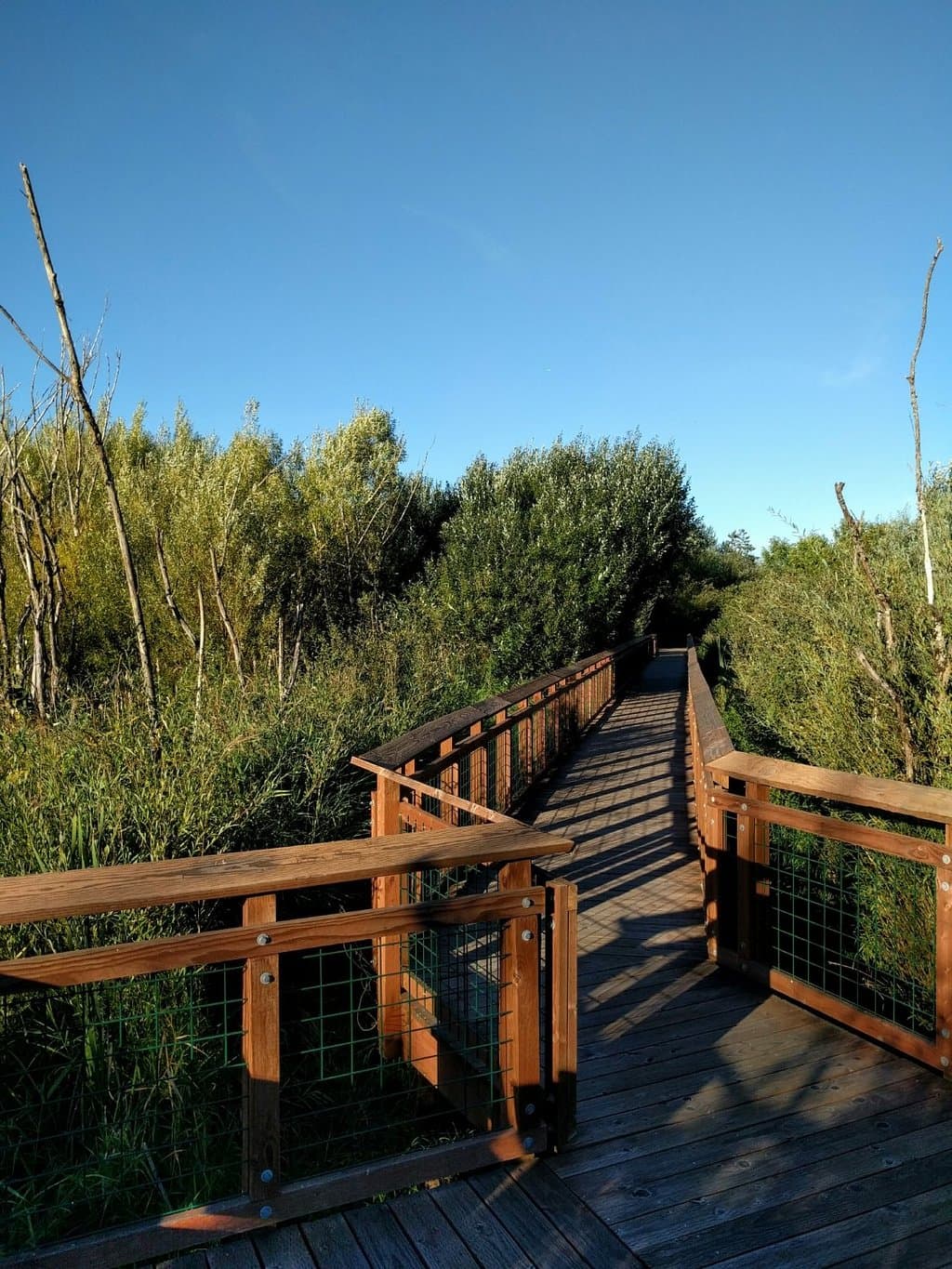 The meandering boardwalk. Some parts, like this one, are fenced.