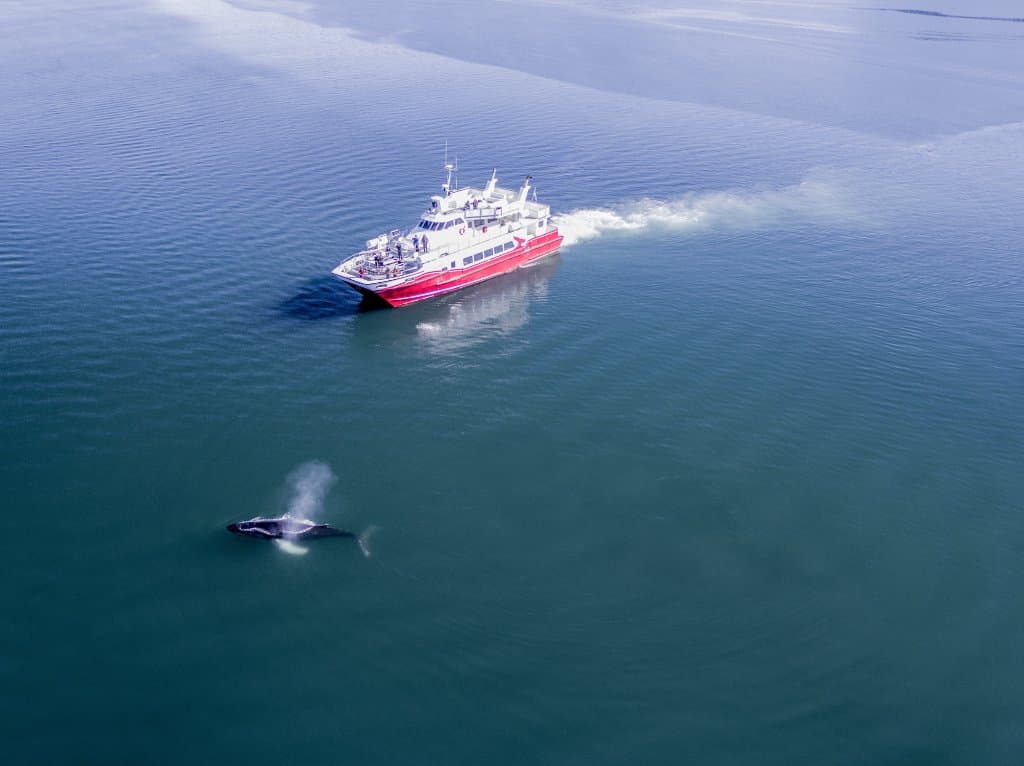Humpback Whale with Hólmasól