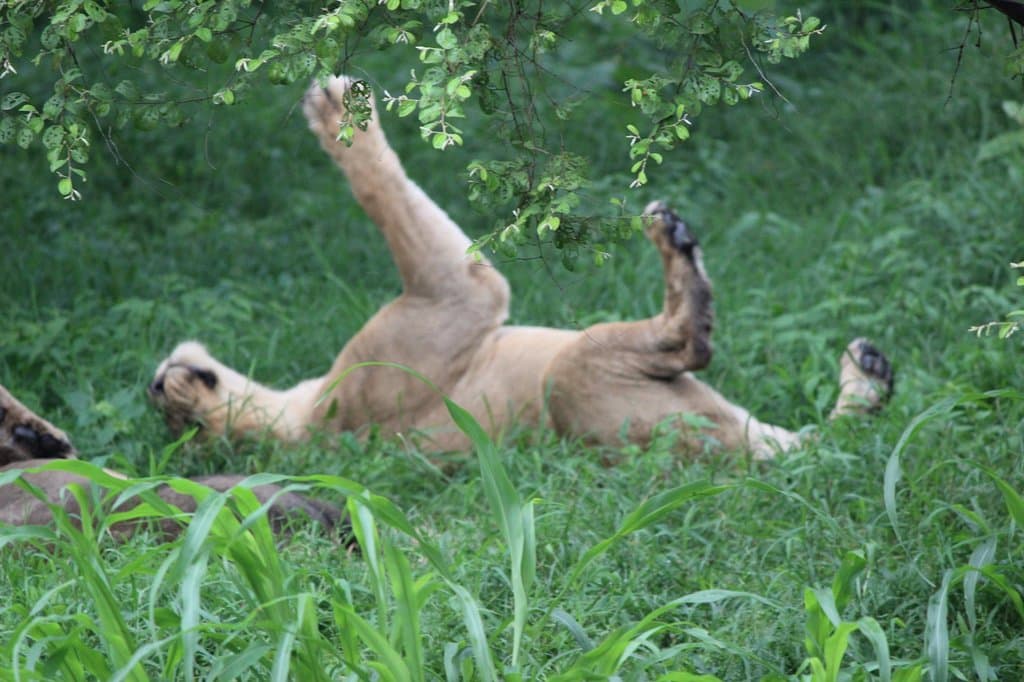 Inside Zoo