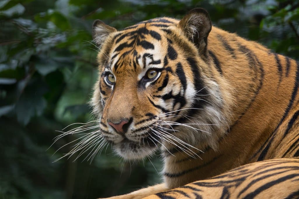 Tiger...
