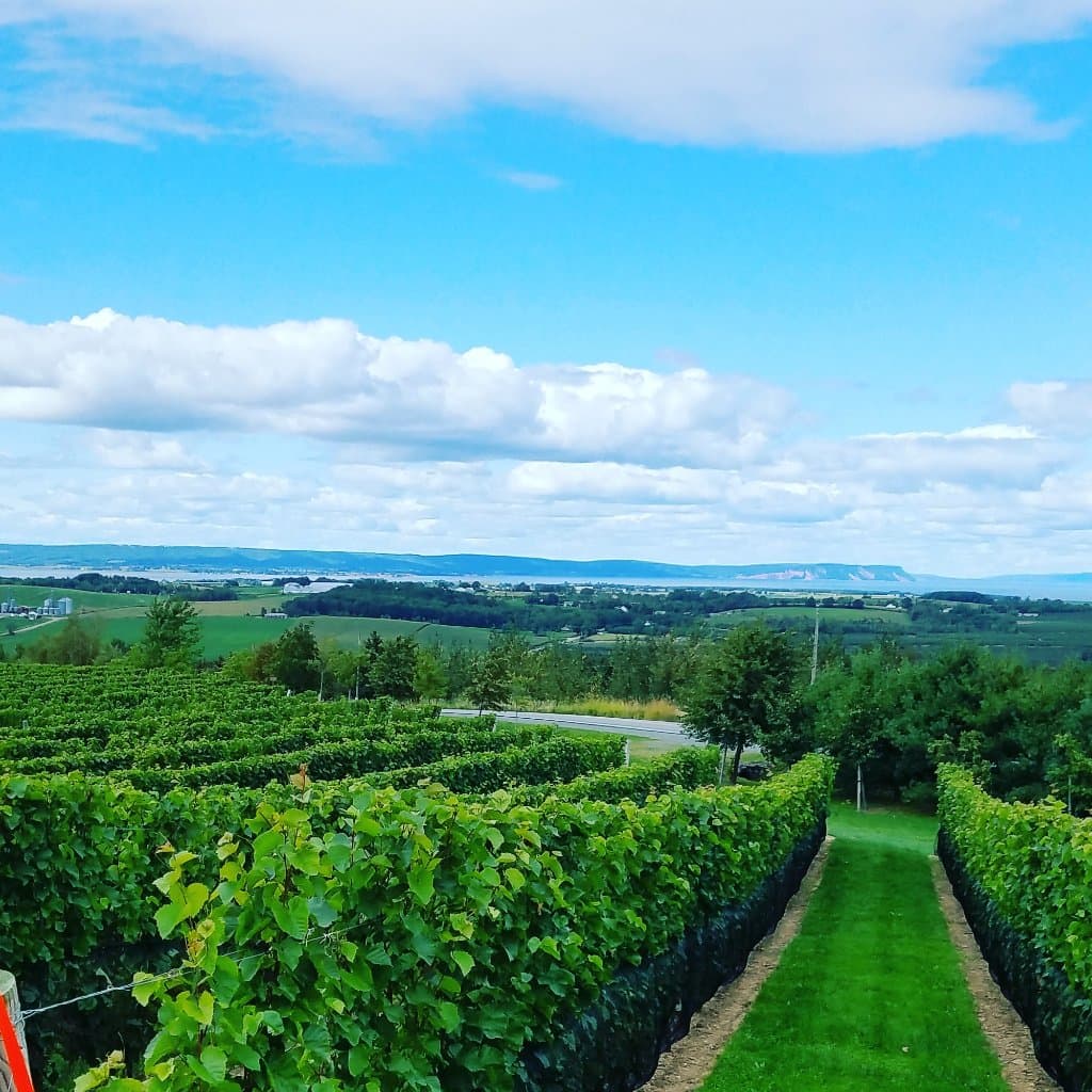 Luckett Vineyards