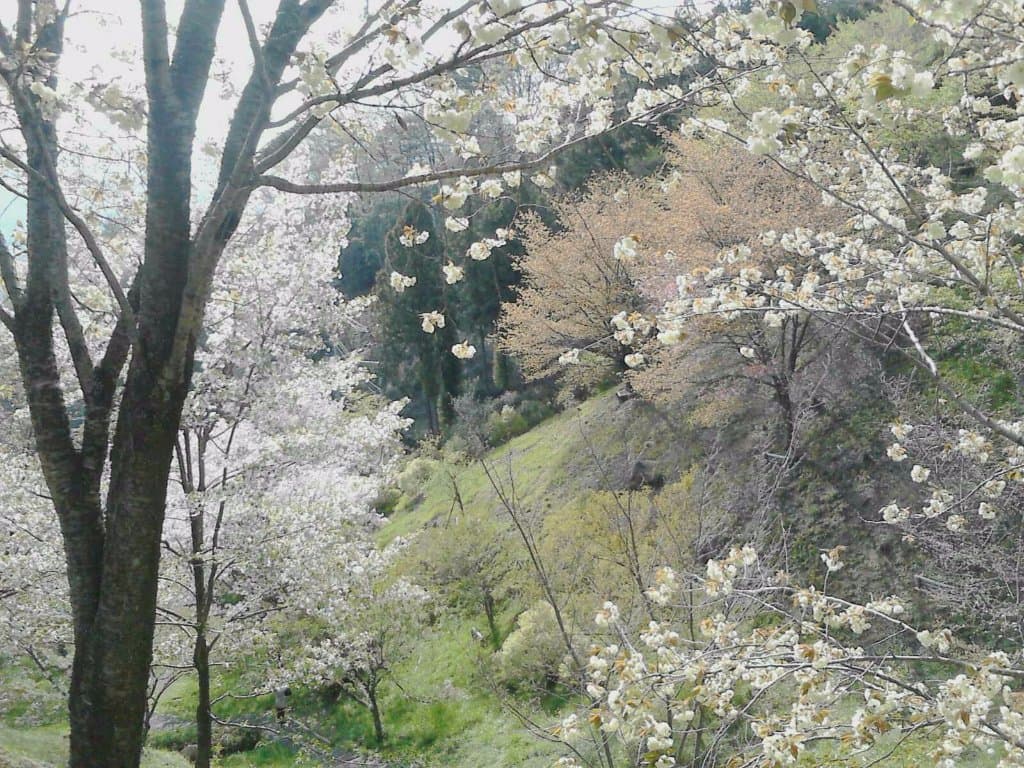 鉄道公園下の「桜の散歩道」。ソメイヨシノが終わっても、梅岩時の枝垂桜が見頃を過ぎたばかりなら、こんな感じ（の年もありました）