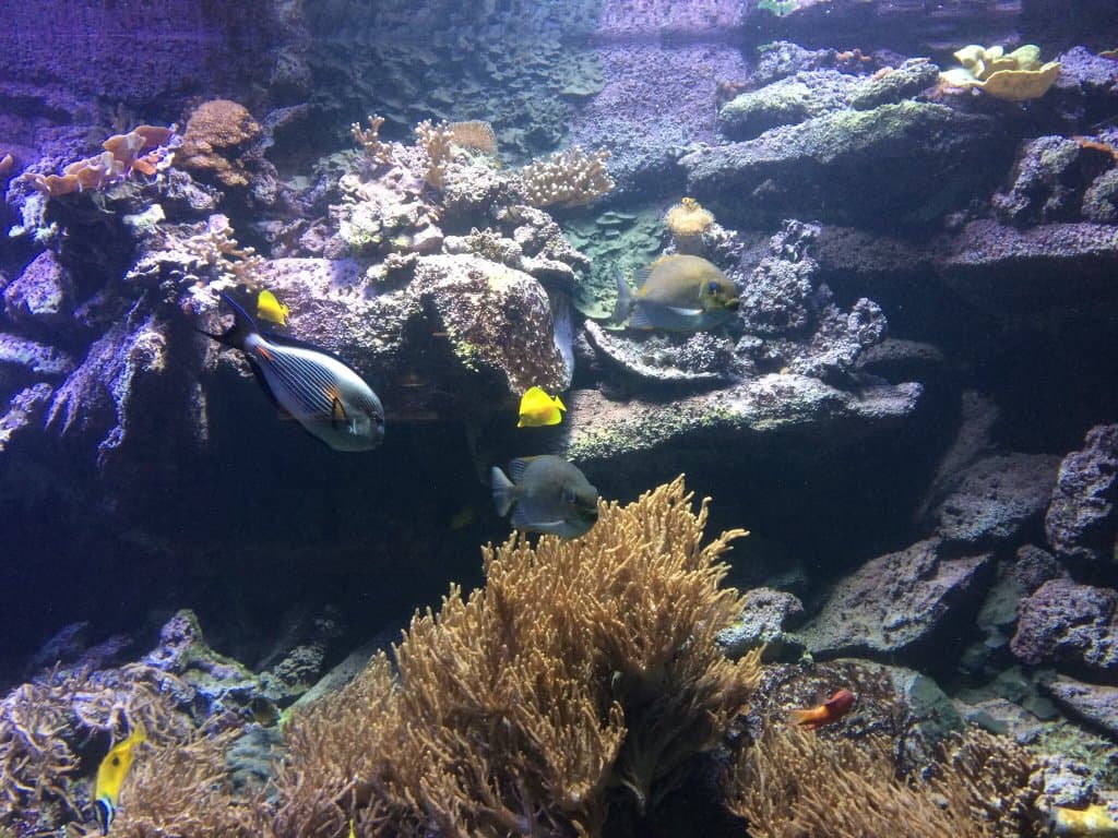 Zee Aquarium Bergen aan Zee