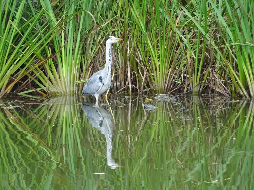 Blauwe Reiger in de Ooijpolder