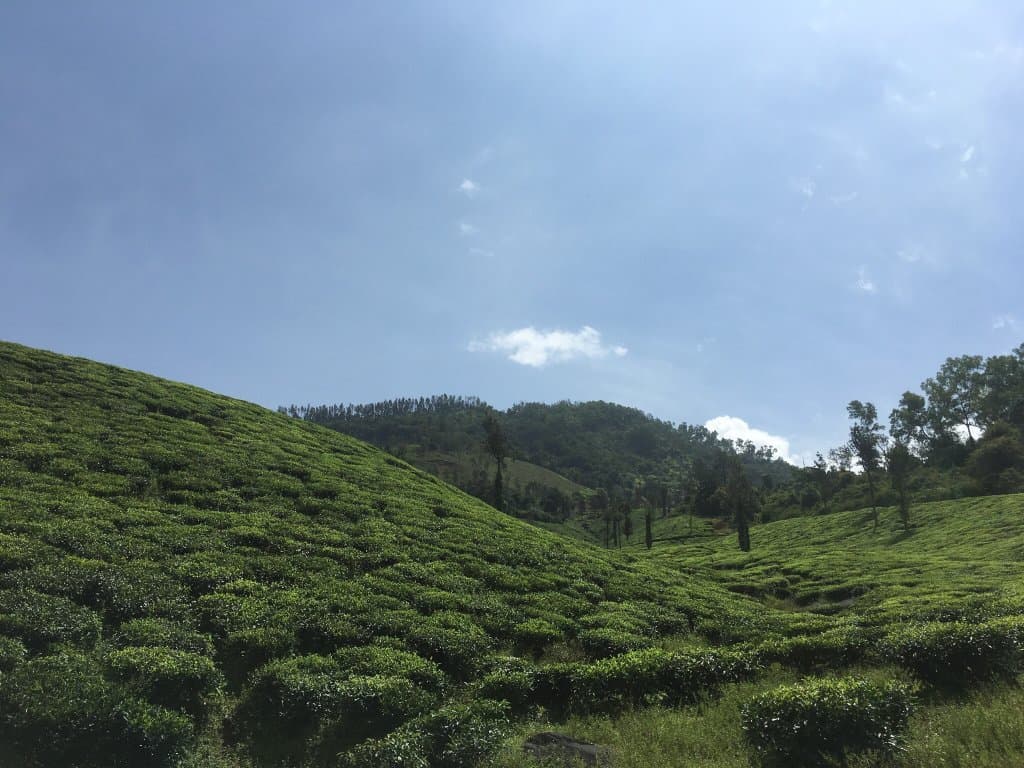 Central Coffee Research Institute Balehonnur