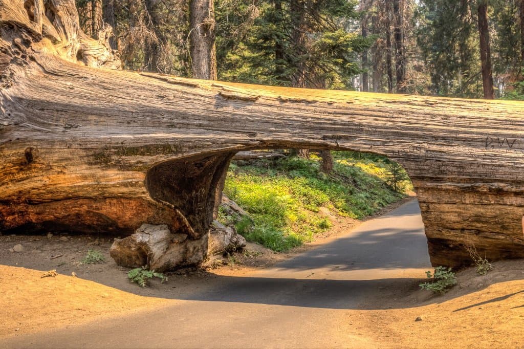 Tunnel Log Sequoia National Park