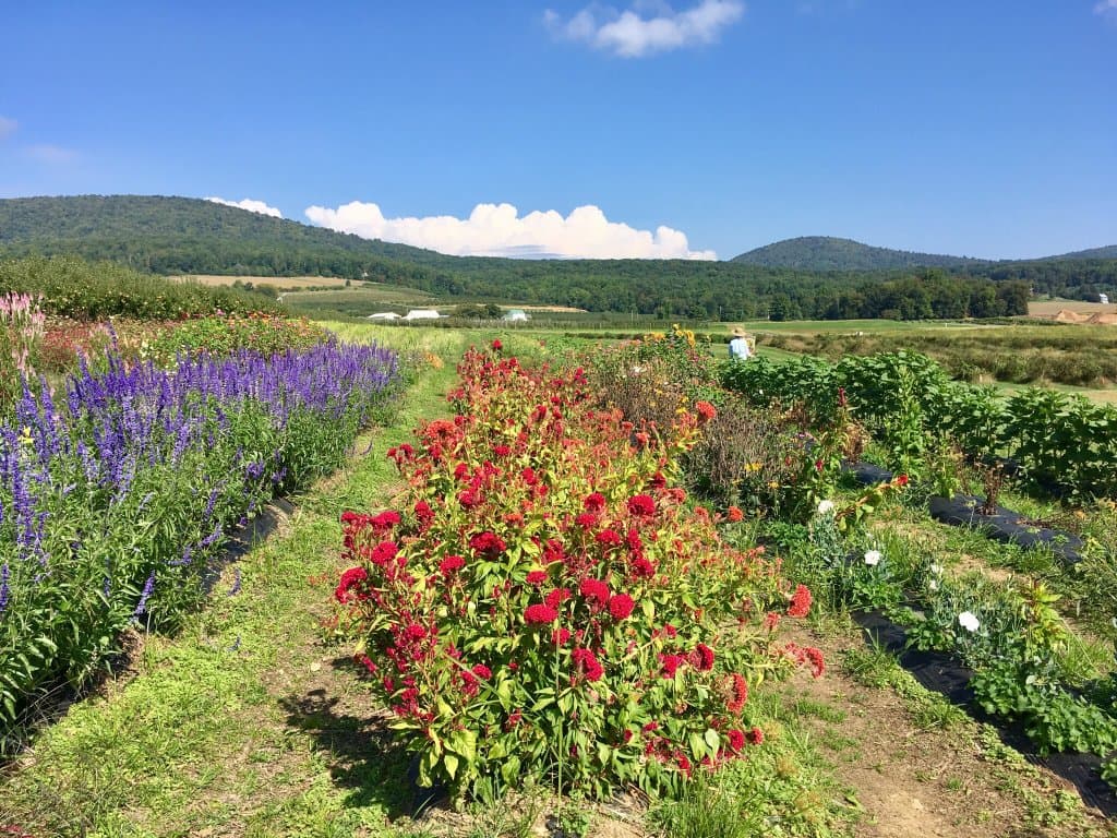 Catoctin Mountain Orchard