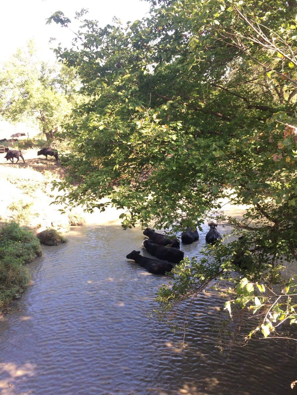 Parr Park Rock Art Trail