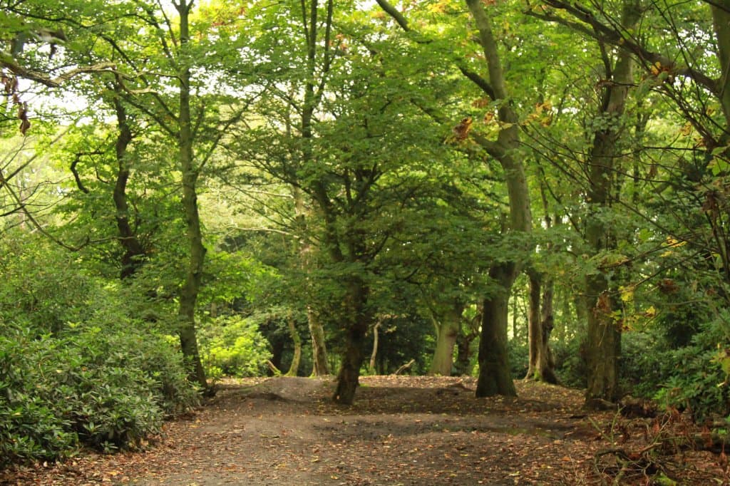 Spud Wood