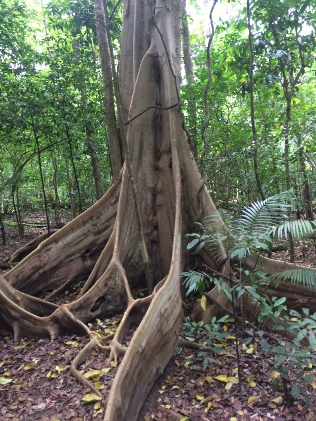 Tangkoko Nature Reserve North Sulawesi Indonesia