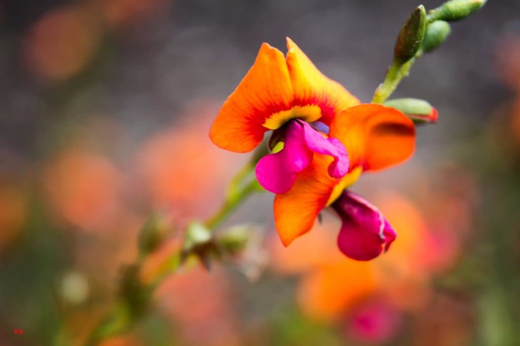 Native flora