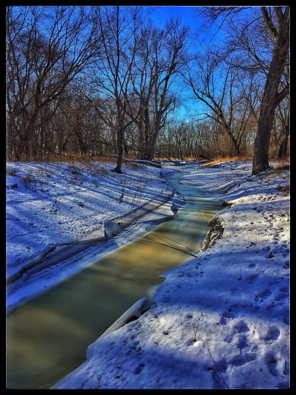 Minnesota Valley National Wildlife Refuge Black Dog