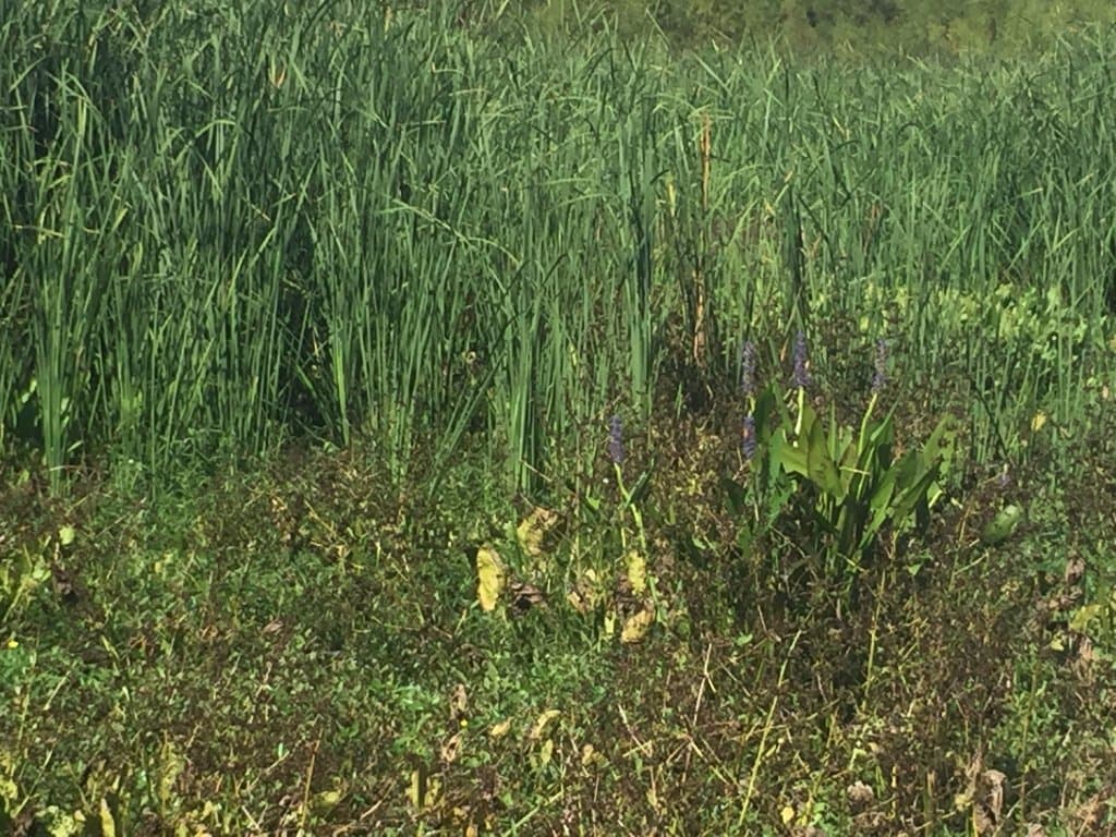 Pretty purple flowers that grow in the welands