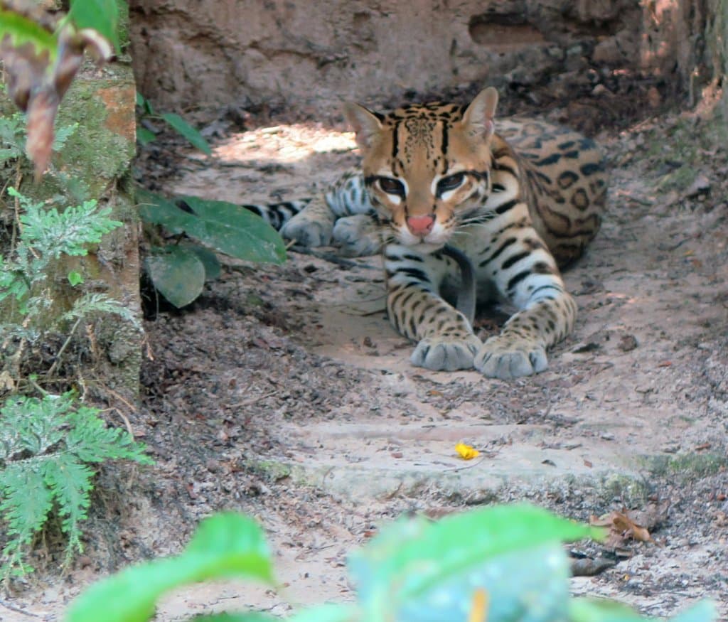 Harry our female Ocelot was rescued being sold as a kitten in Iquitos. Photo credit: Lola Vu Ngo