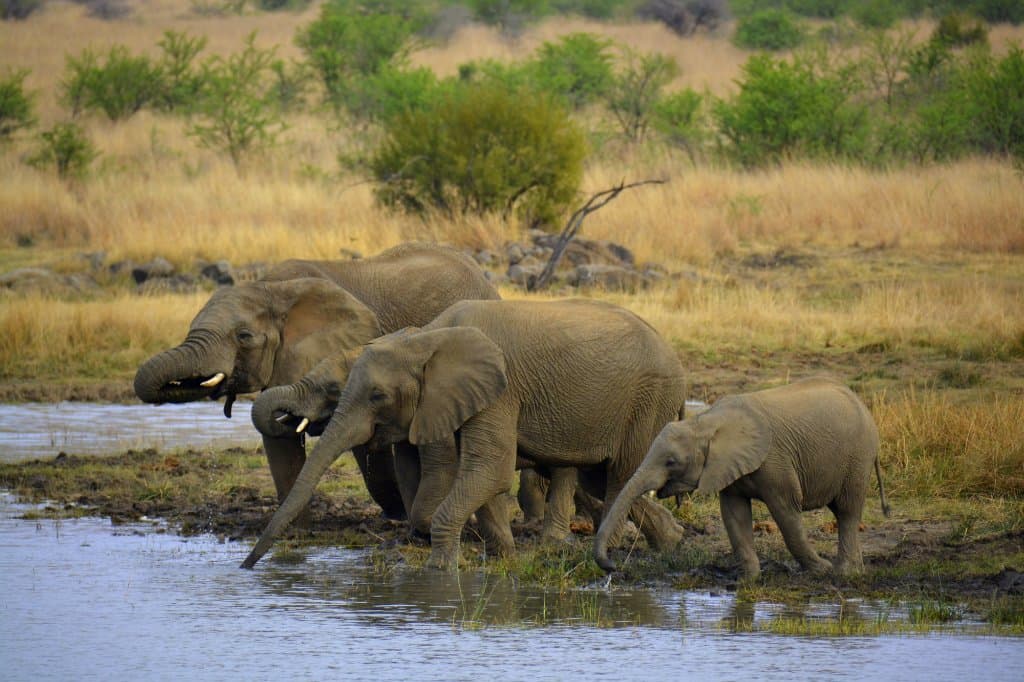 elefantes bebendo água