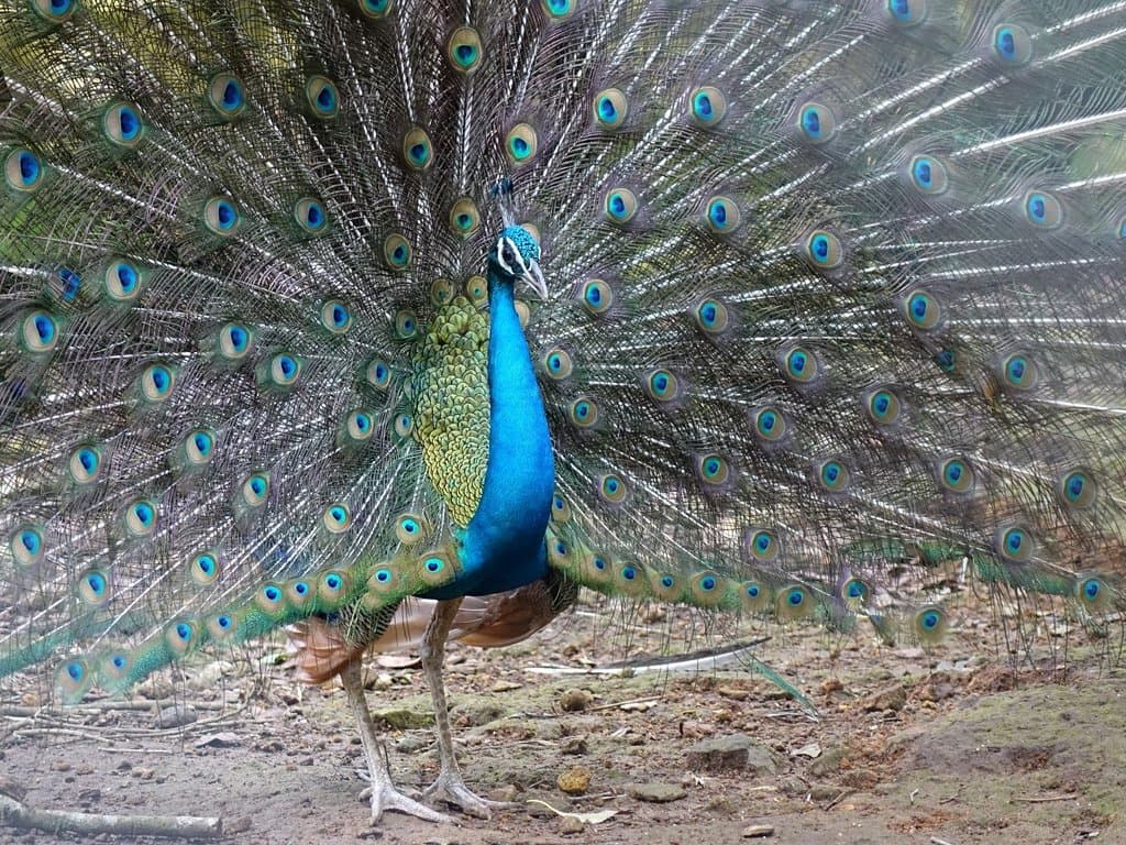 Deer Park, Opposite to Aquarium, Adjcent to Boating Lake
