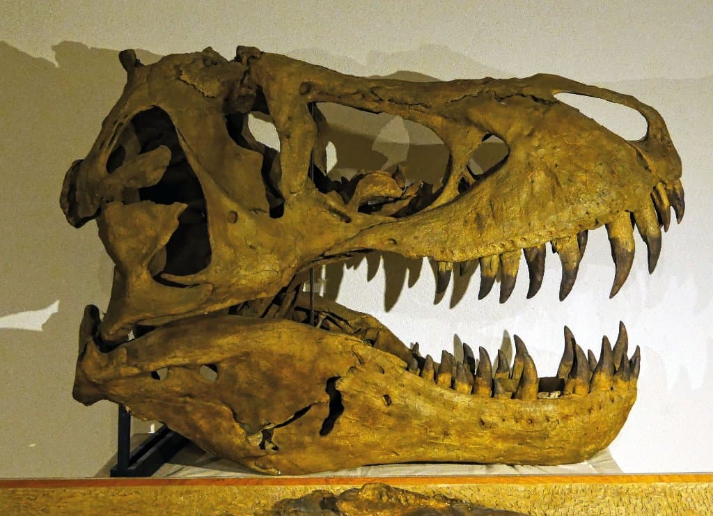 Awesome T Rex
