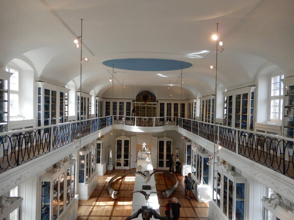 Ausstellungsraum der Vogelpräparate