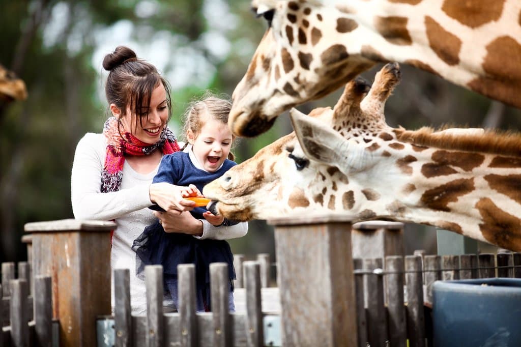 Feeding Giraffes at the Zoo's Giraffes in Focus encounter.