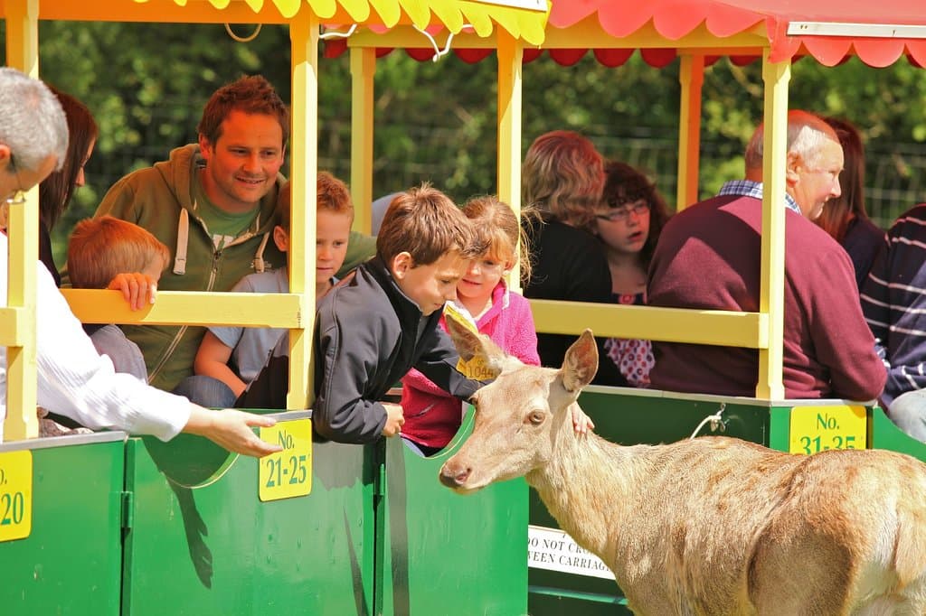 Hand feed the red deer on the Deer Train Safari