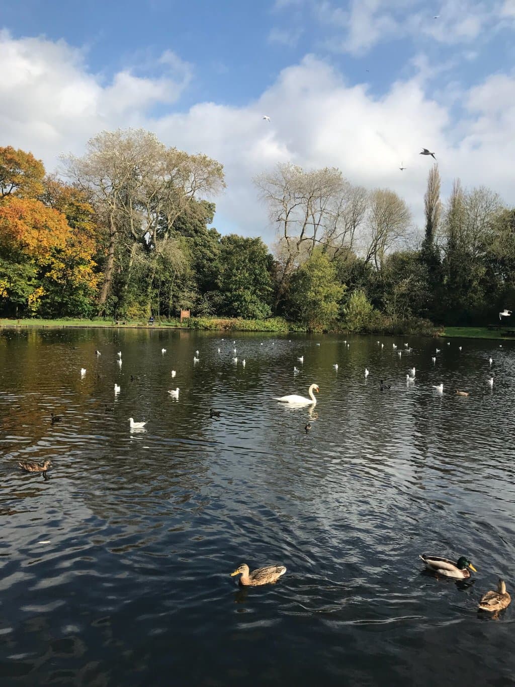 Haslam Park