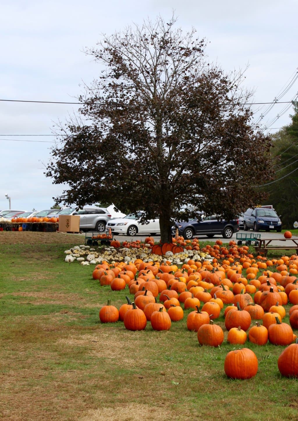 Pumpkins