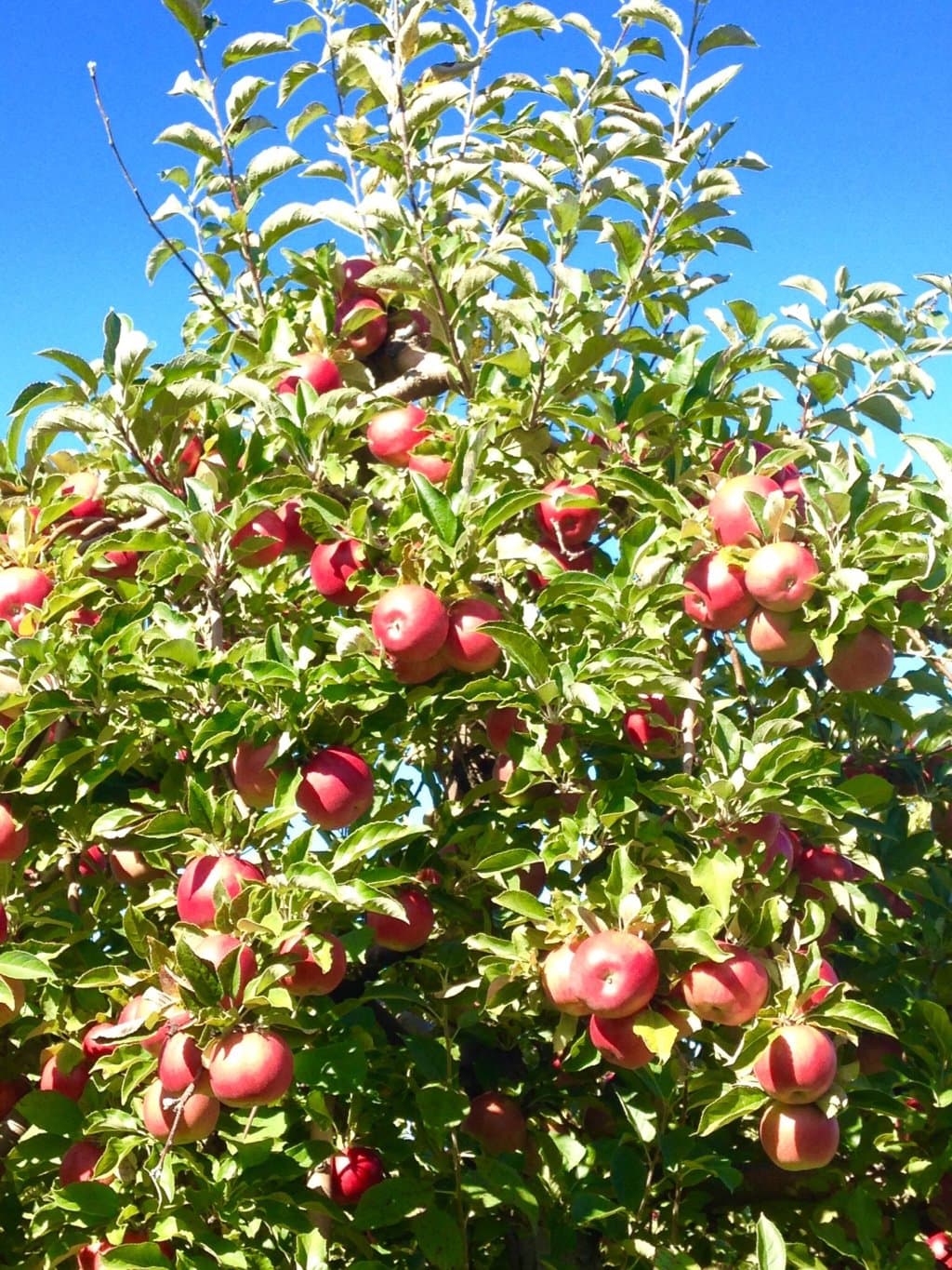 Orlando RV Rental Center