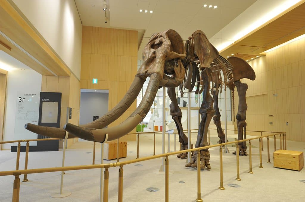 ミエゾウ全身骨格復元標本