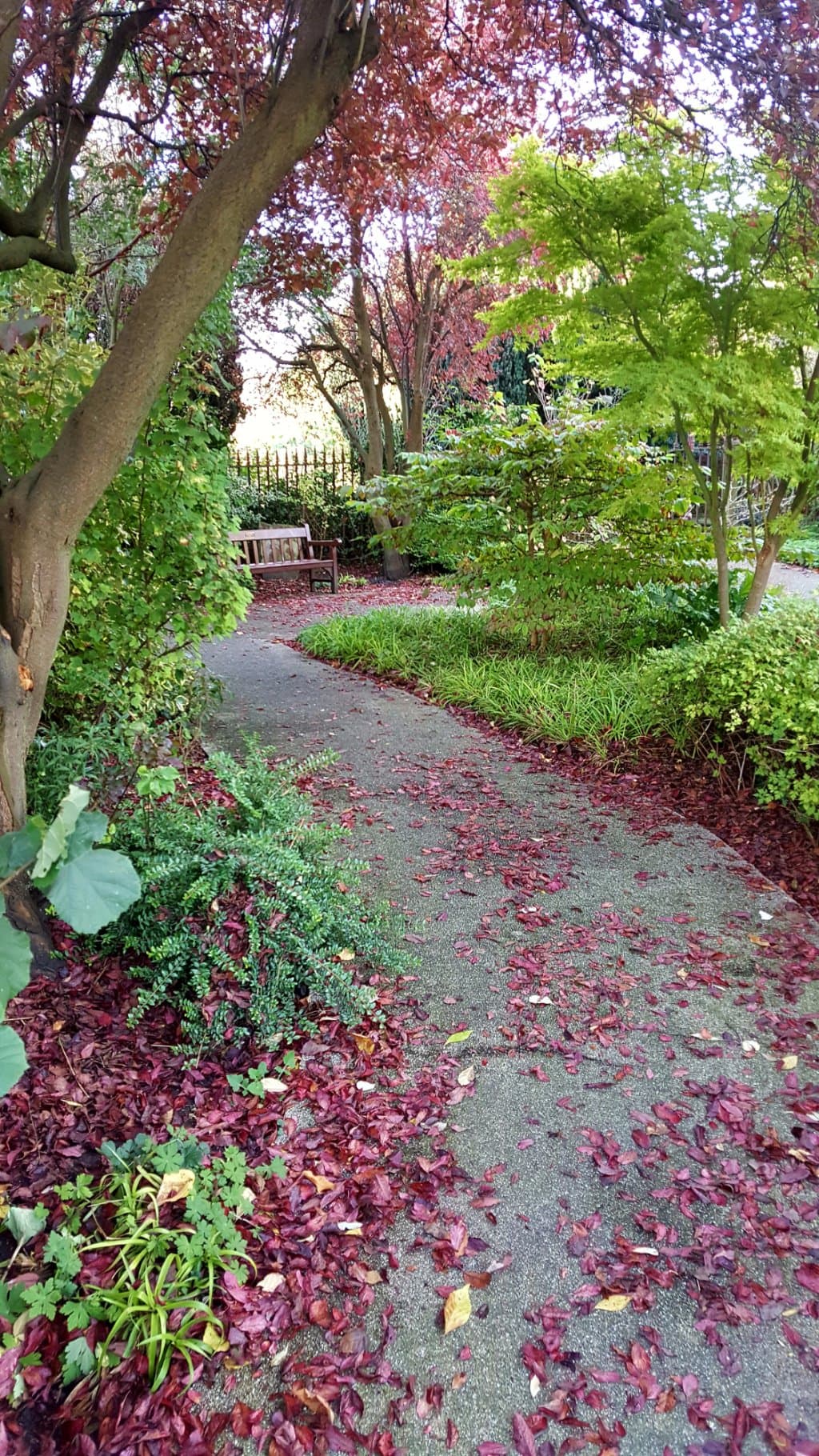 The hidden garden to the rear