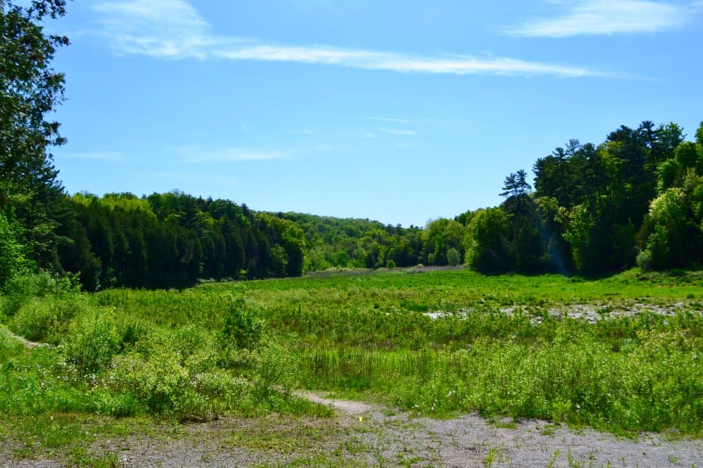 Edge of the forest