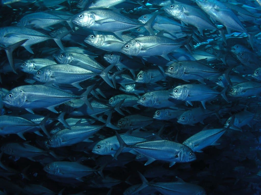 The famous Jacks, Cabo Pulmo