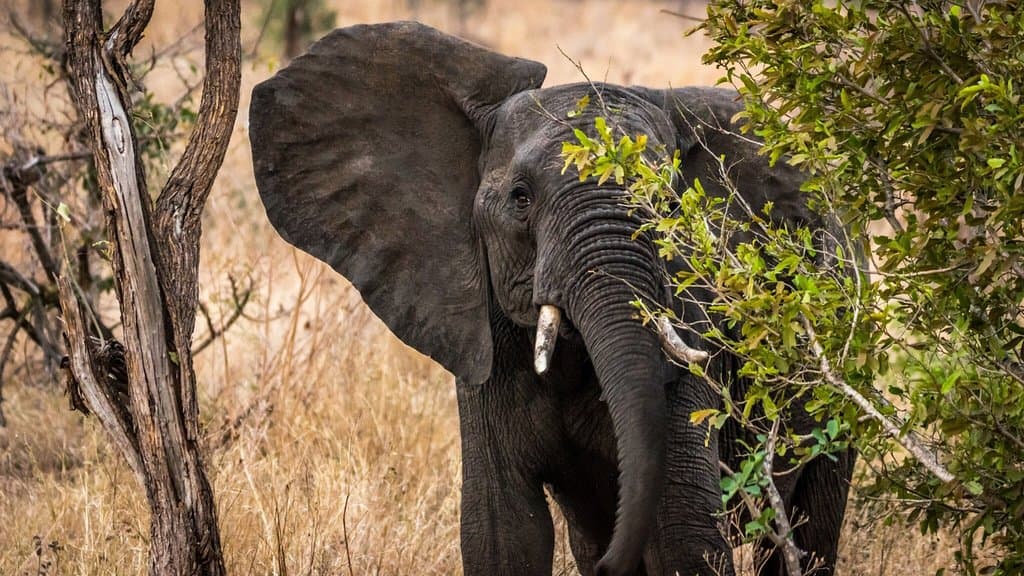 Phabeni Gate Kruger National Park