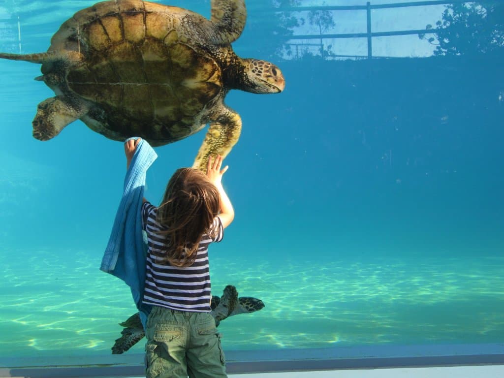 Bac des tortues