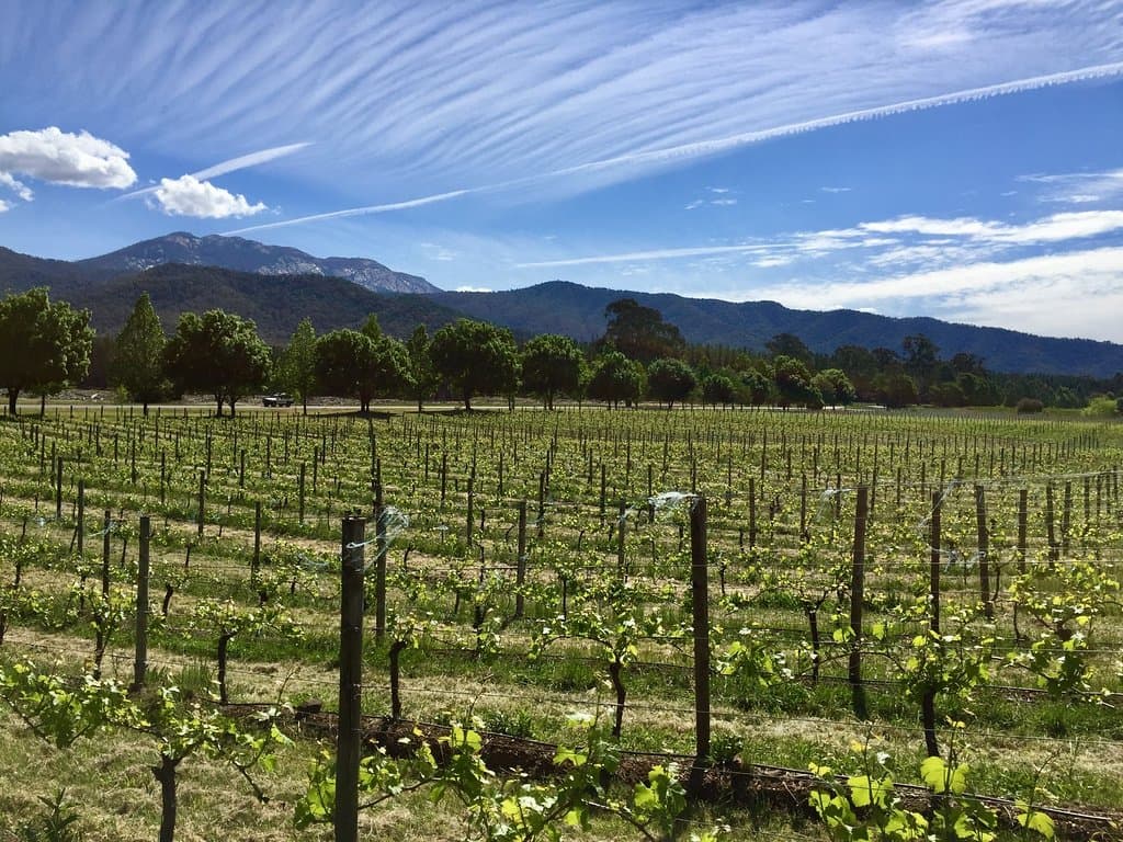 Vines with a mountain view