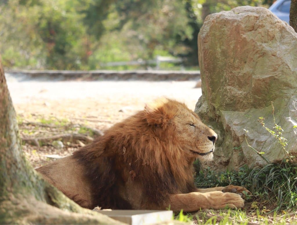 Akiyoshidai Safari Land