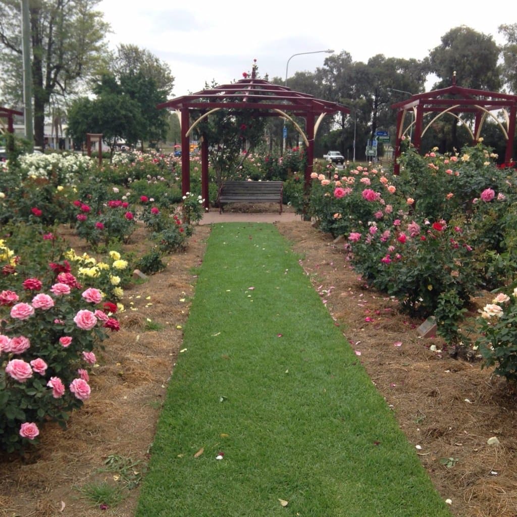 The Cowra Rose Garden