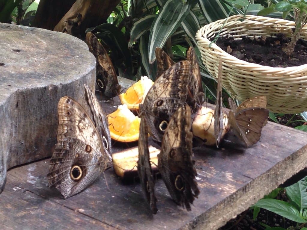 Butterfly House Collodi