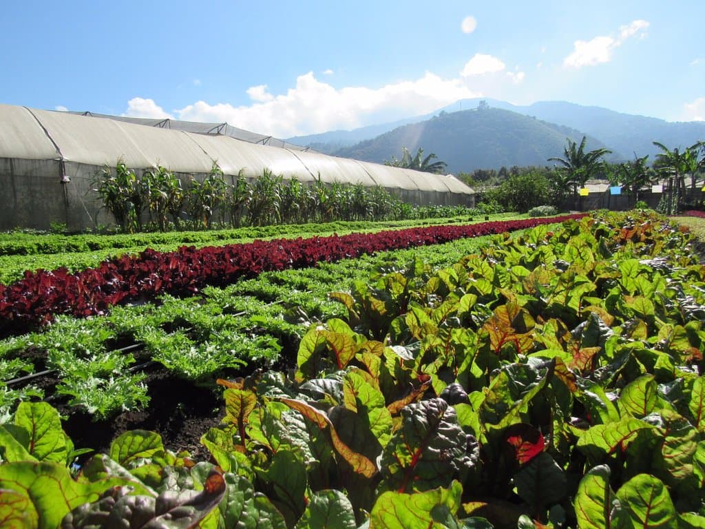 Caoba Farms