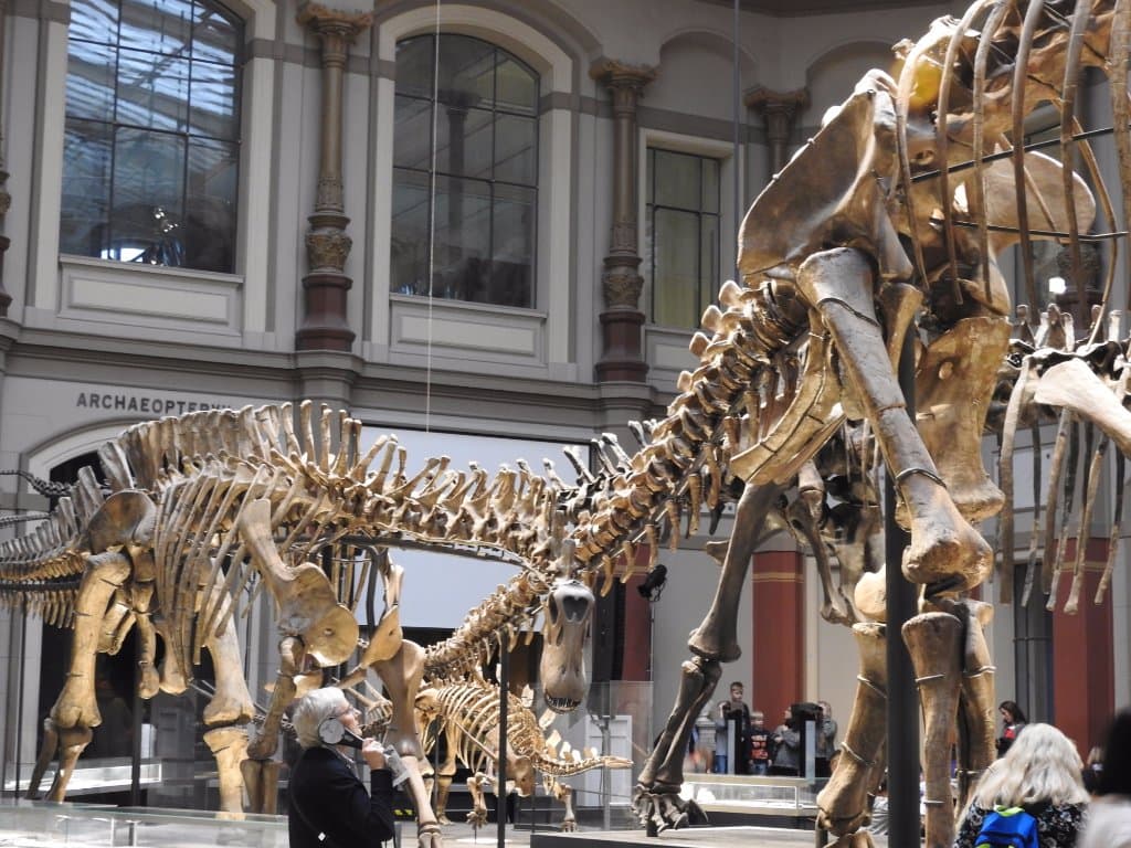 Museum showcase