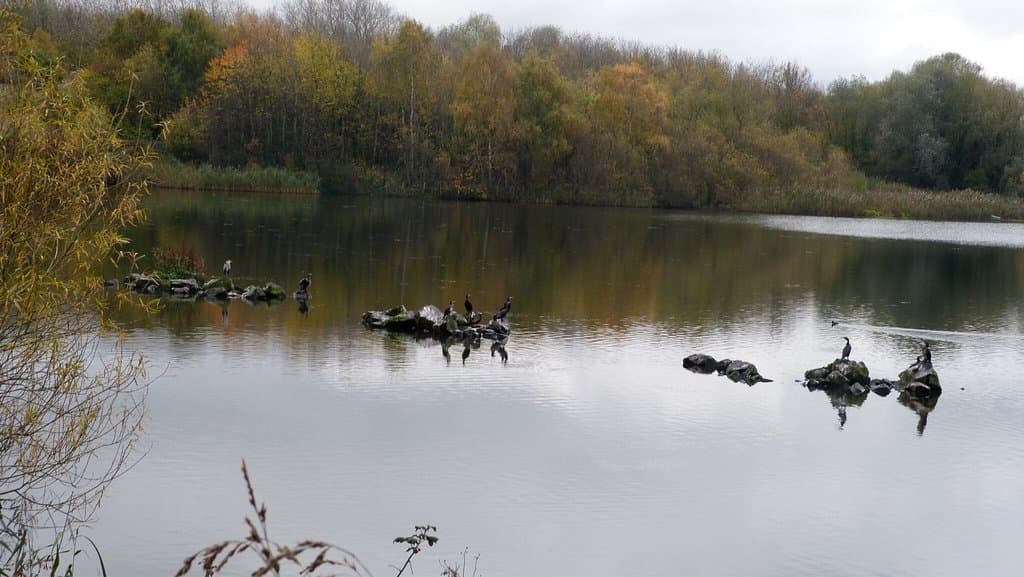 View across two of the pools, plus unidentifiable bird “taking-off” in front of heron......any c