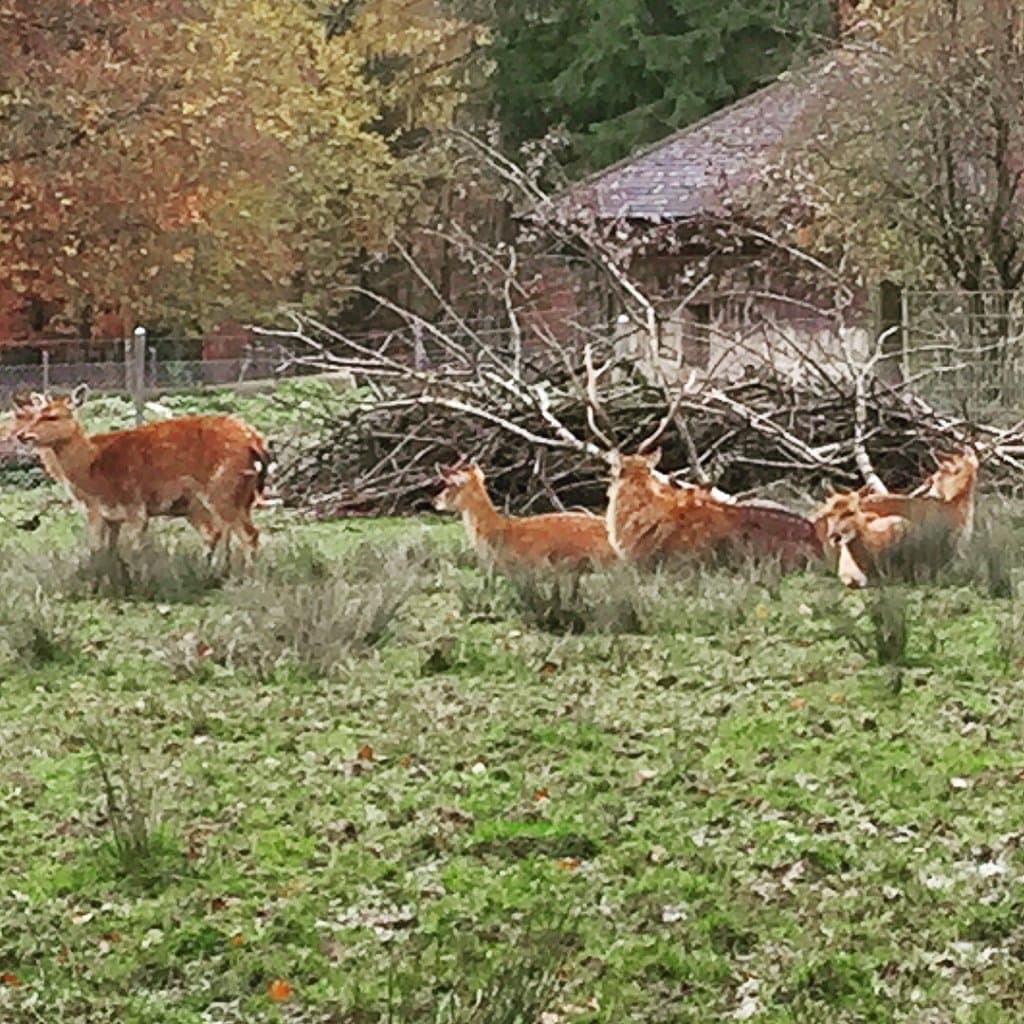 Wildpark Bruderhaus Winterthur