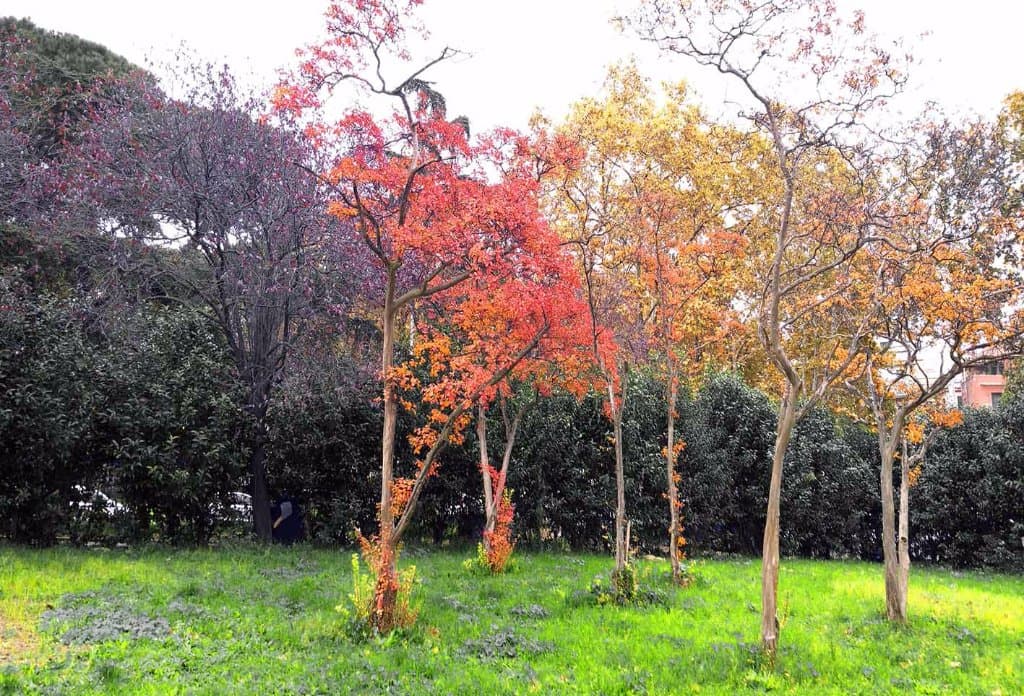 Lagerstroemia su via Marmorata. Sullo sfondo il Gimkgo biloba nel Parco della Resistenza