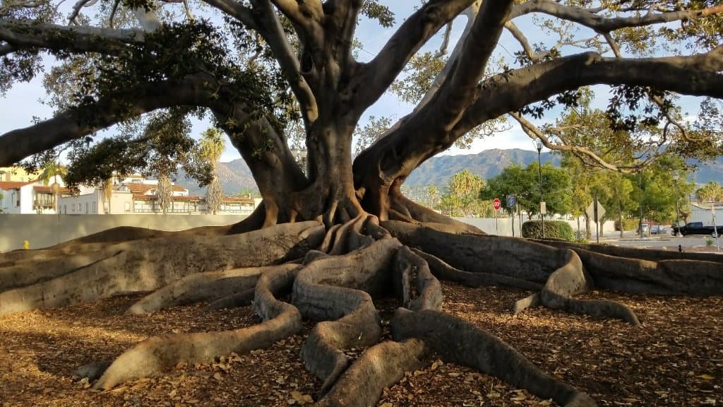 Moreton Bay Fig Tree