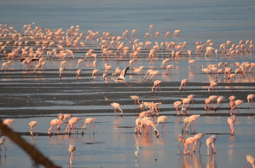 Sewri Flamingo Point Mumbai
