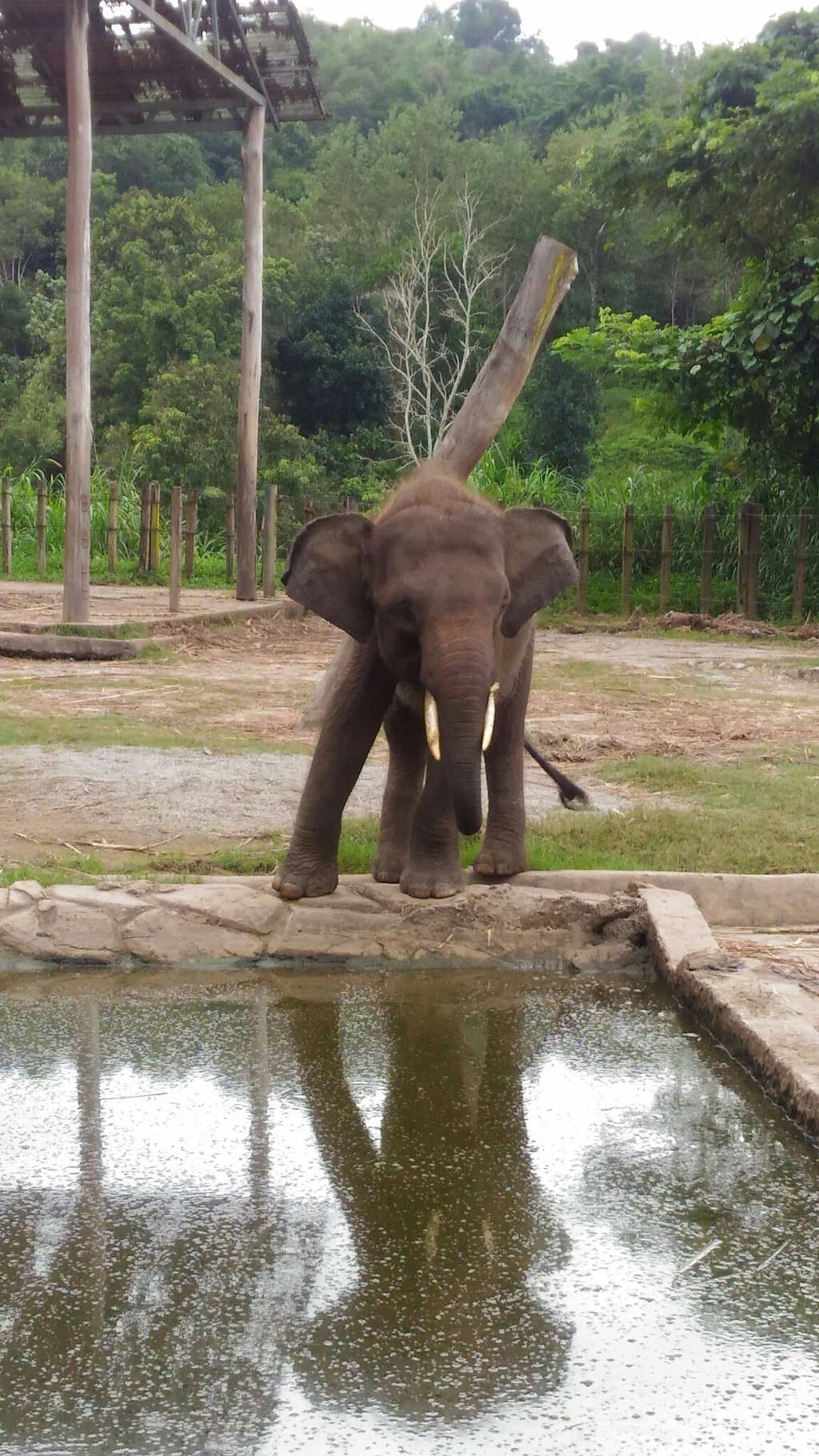 Lok Kawi Wildlife Park