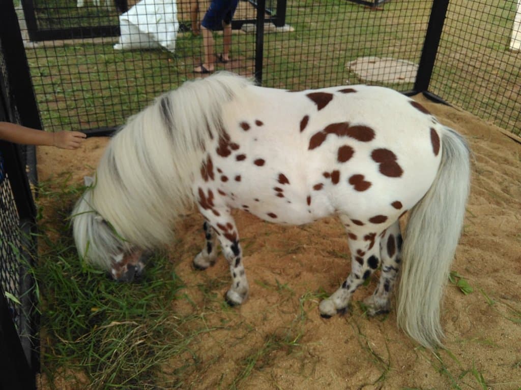 Cute little pony